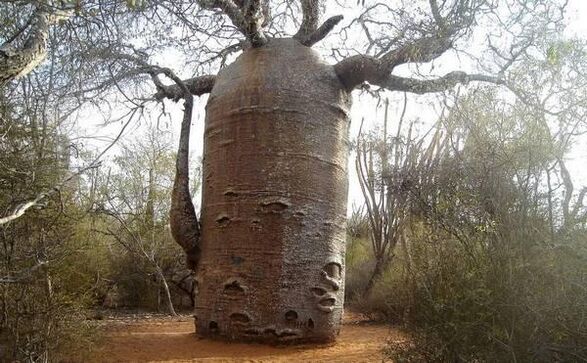 a thick tree trunk to simulate the increase in penis thickness